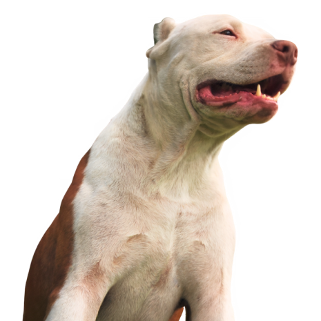 dog-p6